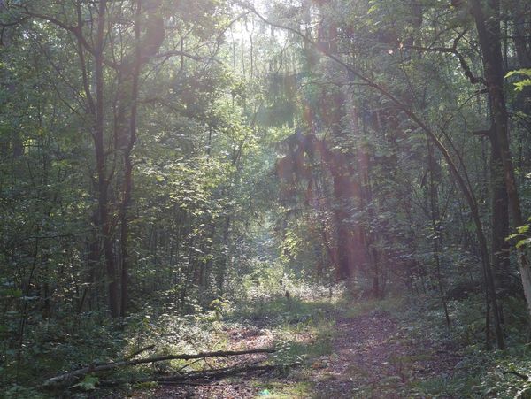 Nürnberger Reichswald